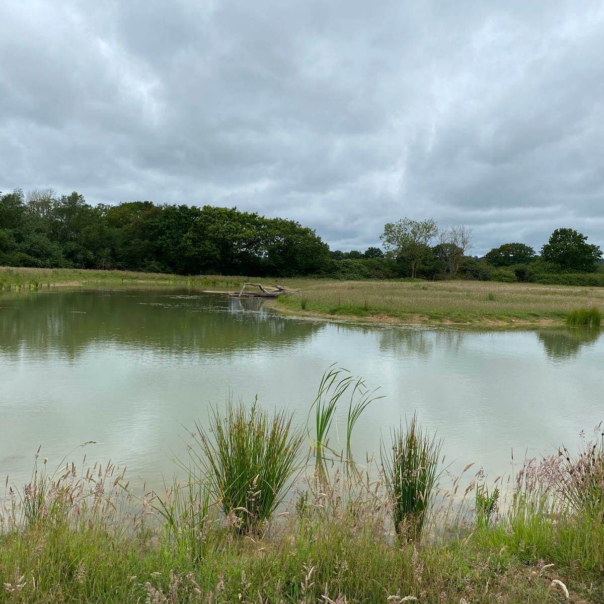 wetland at Coldharbour Farm